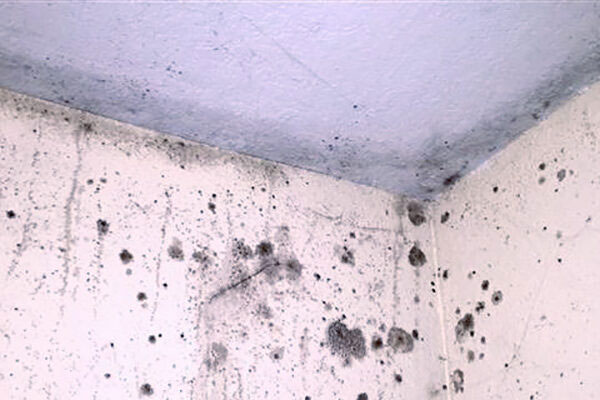 Mold & Indoor Air Quality Testing