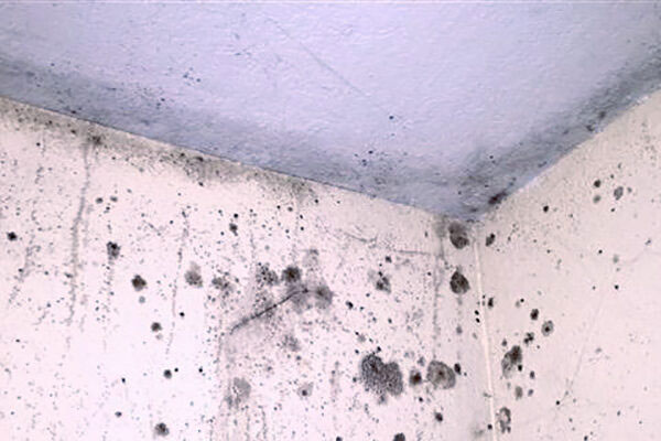 Air & Mold Testing