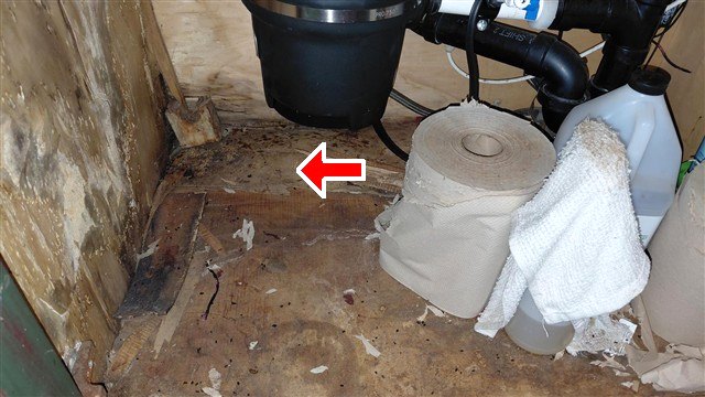 Mold growth identified and marked with an arrow in an actual Morrison Plus inspection report
